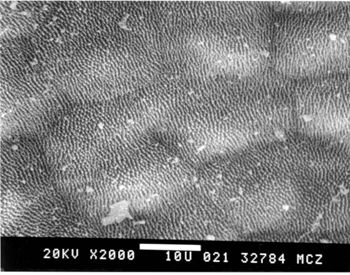 Media type: image; Herpetology R-54122